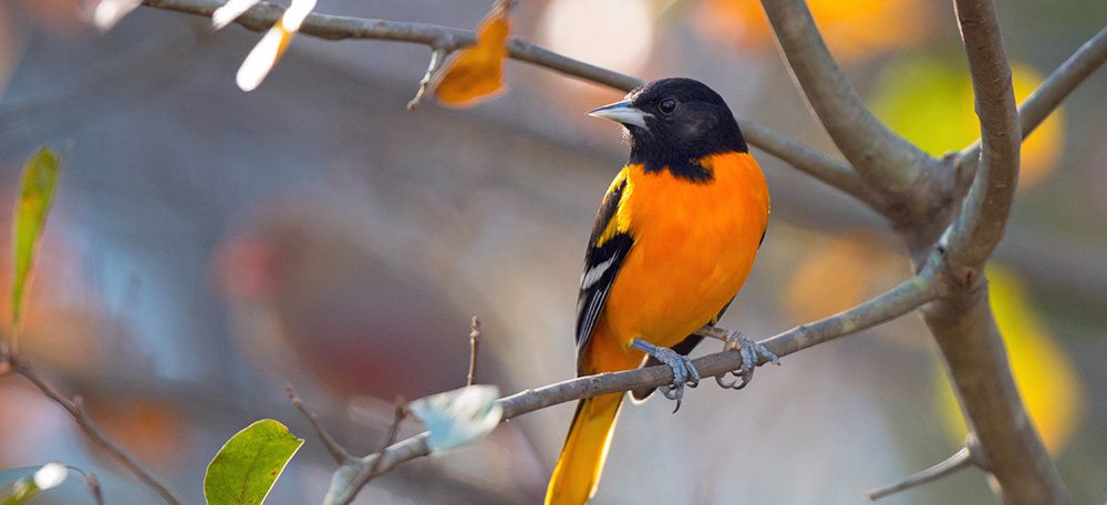 couple buying a house